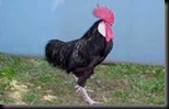 GALLINA MENORQUINA