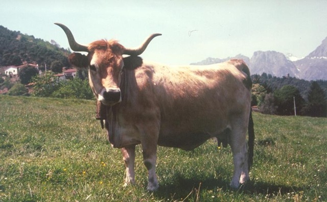 [ASTURIANA MONTAÑA.jpg]