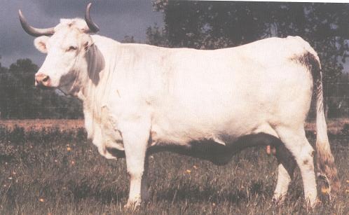 [BLANCACACEREA3.jpg]
