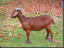 Bermeya2