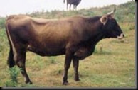 TERREÑA