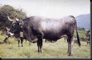 TUDANCA