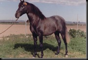 CABALLAR ESPAÑOLA