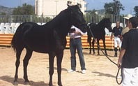 [Mallorquin14.jpg]