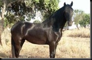 Menorquin1