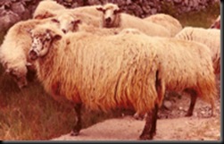 Colmenareña1