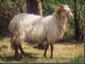 Sasiardi