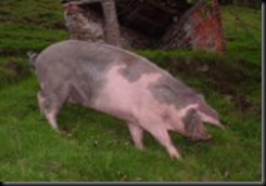 gochoasturcelta2