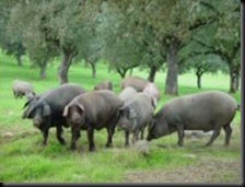 IBERICA RETINTO