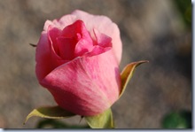 DSC_0157_edited