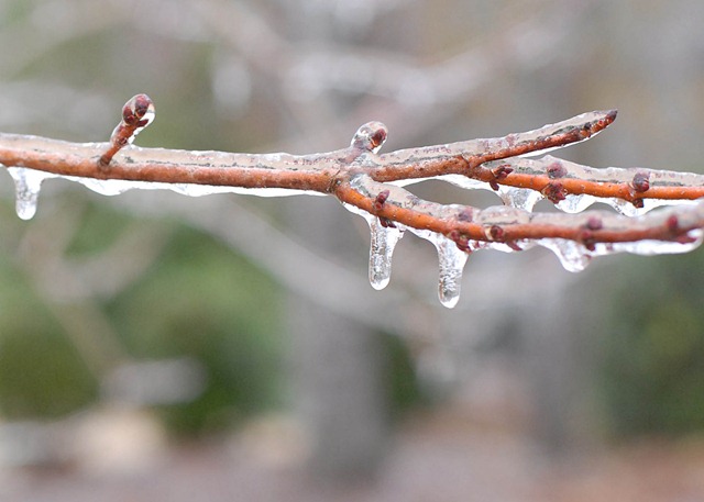 [ice on tree limb[4].jpg]