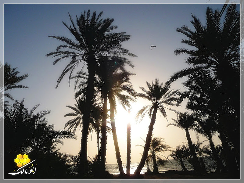 سندريلا اليمن بعدسة أبو مالك ط§ظ„ط®%D