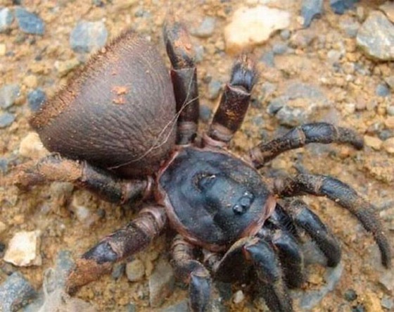 ARANHA4 ARANHA4