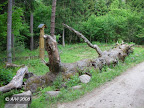 Žvėrinčiaus ąžuolas
