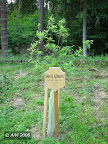 Kartų ąžuolas
