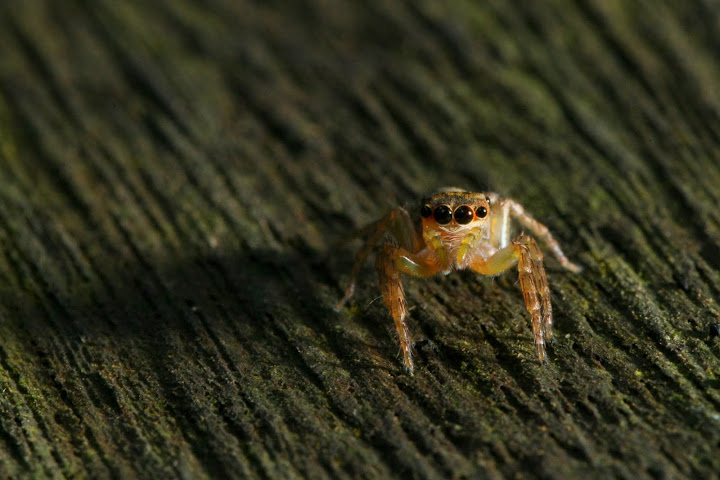 "Jumping Spidey -Look See"