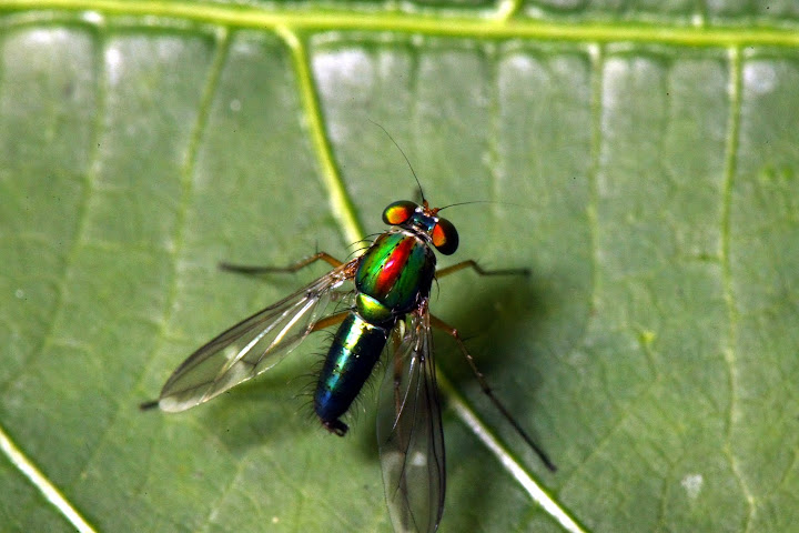 "Colorful Fly"