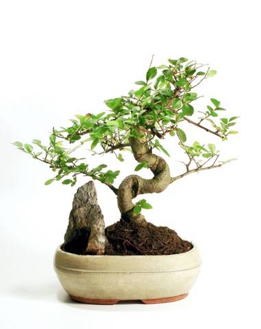 [growing-a-bonsai-tree[3].jpg]