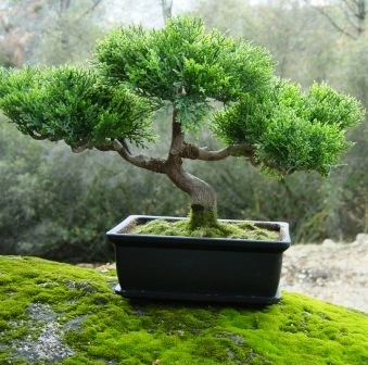 [miniature-bonsai-tree[3].jpg]