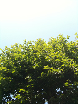 20100611