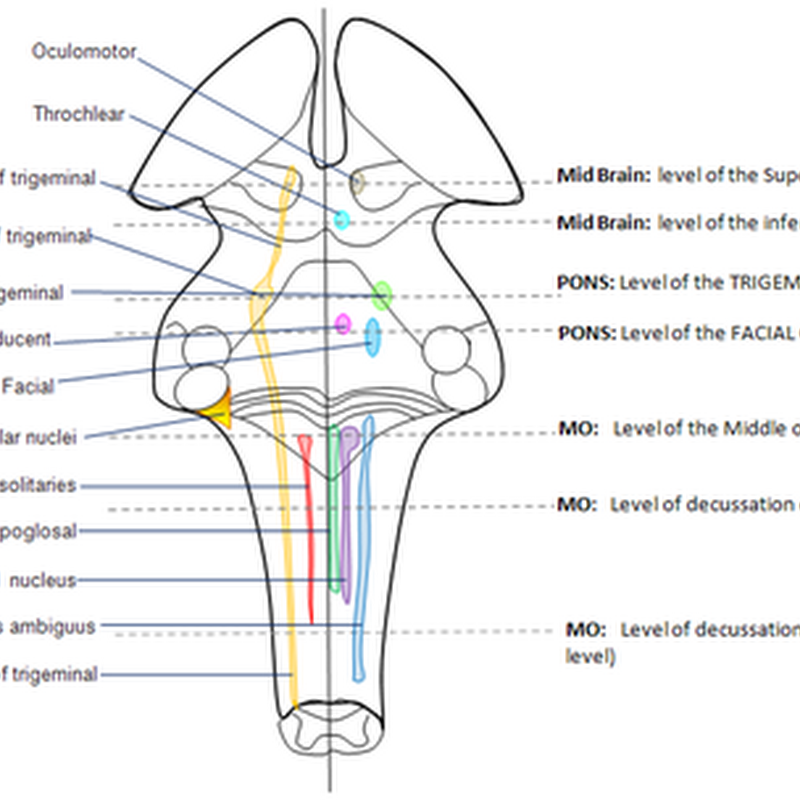 Brain Stem