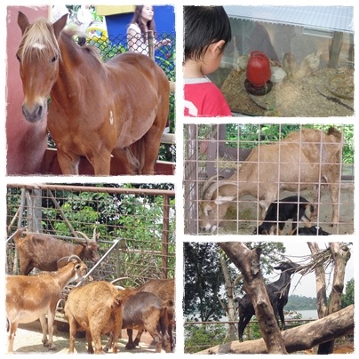 [12ChildrensZoo4.jpg]