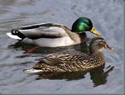 mallard-ducks