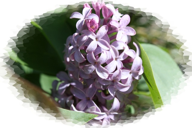 [Lilac2[4].jpg]