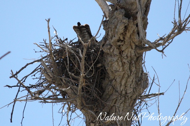[Hawk on nest[4].jpg]
