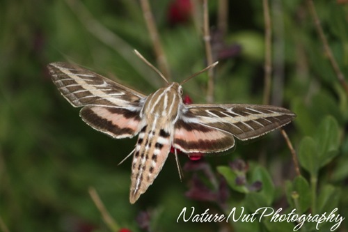 Hummingbird Moth2