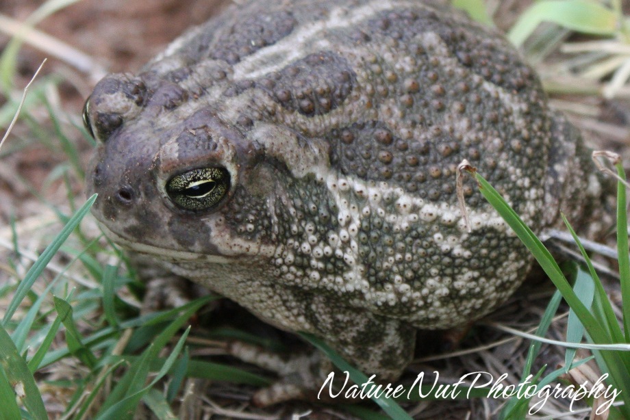 [Big toad[4].jpg]