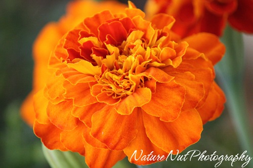 Marigold Marigold
