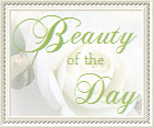 Beauty of the day