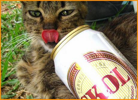 [cats-beer12[4].jpg]