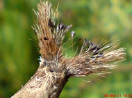 dudusa vethi snellen_lepidoptera_moth_ngengat 24 dudusa vethi snellen_lepidoptera_moth_ngengat 24
