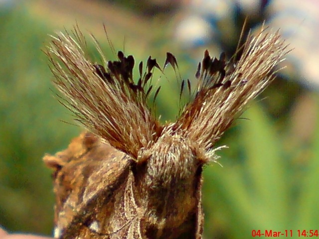 [dudusavethisnellen_lepidoptera_moth_[23].jpg]