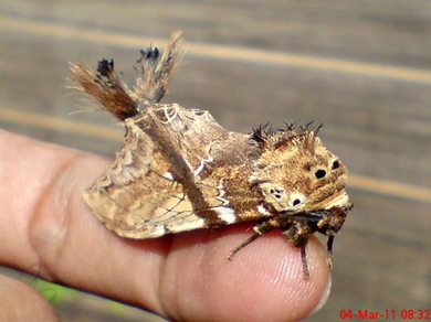 dudusa vethi snellen_lepidoptera_moth_ngengat 09 dudusa vethi snellen_lepidoptera_moth_ngengat 09