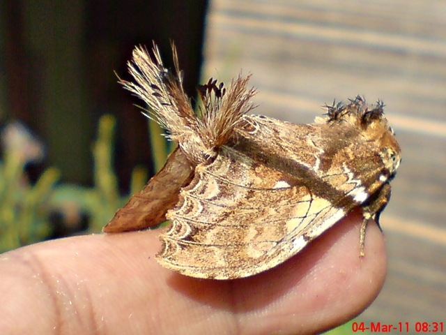 [dudusavethisnellen_lepidoptera_moth_[7].jpg]