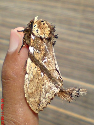 [dudusavethisnellen_lepidoptera_moth_[13].jpg]
