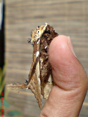 [dudusavethisnellen_lepidoptera_moth_[9].jpg]
