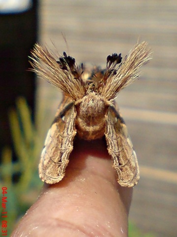 [dudusavethisnellen_lepidoptera_moth_[16].jpg]