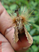 dudusa vethi snellen_lepidoptera_moth_ngengat 12