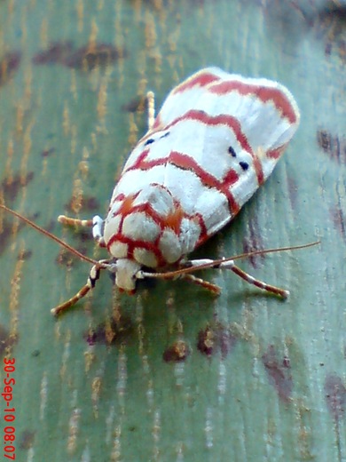 Cyana conclusa 3 Cyana conclusa 3