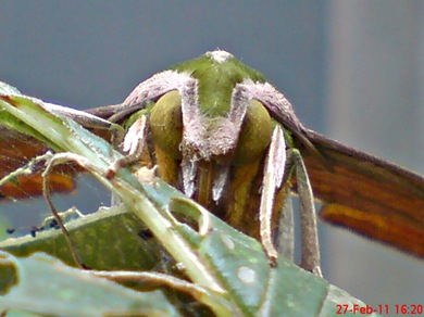 a hawk moth_Pergesa acteus 7