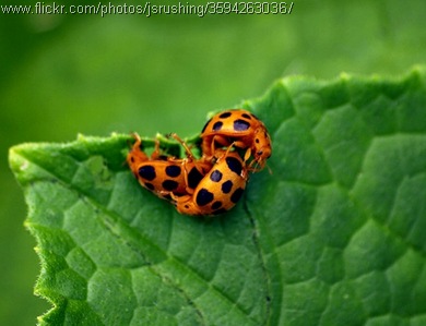 lady bug threesome mating