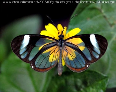 Glasswing butterfly