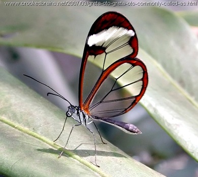 kupu-kupu Frosty-Tipped Clearwing