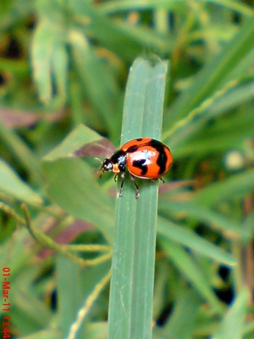 [transverse ladybird 07[4].jpg]