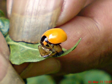 transverse ladybug emerged from the pupa 01