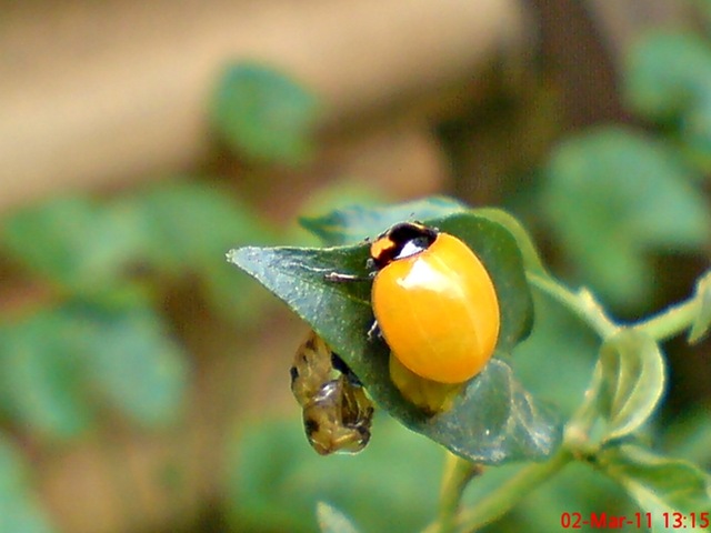[transverse ladybug emerged from the pupa 04[4].jpg]